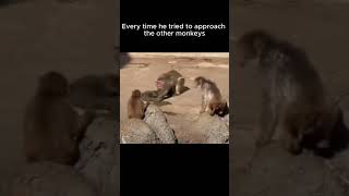Punch story  #monkey #punch #viralvideo