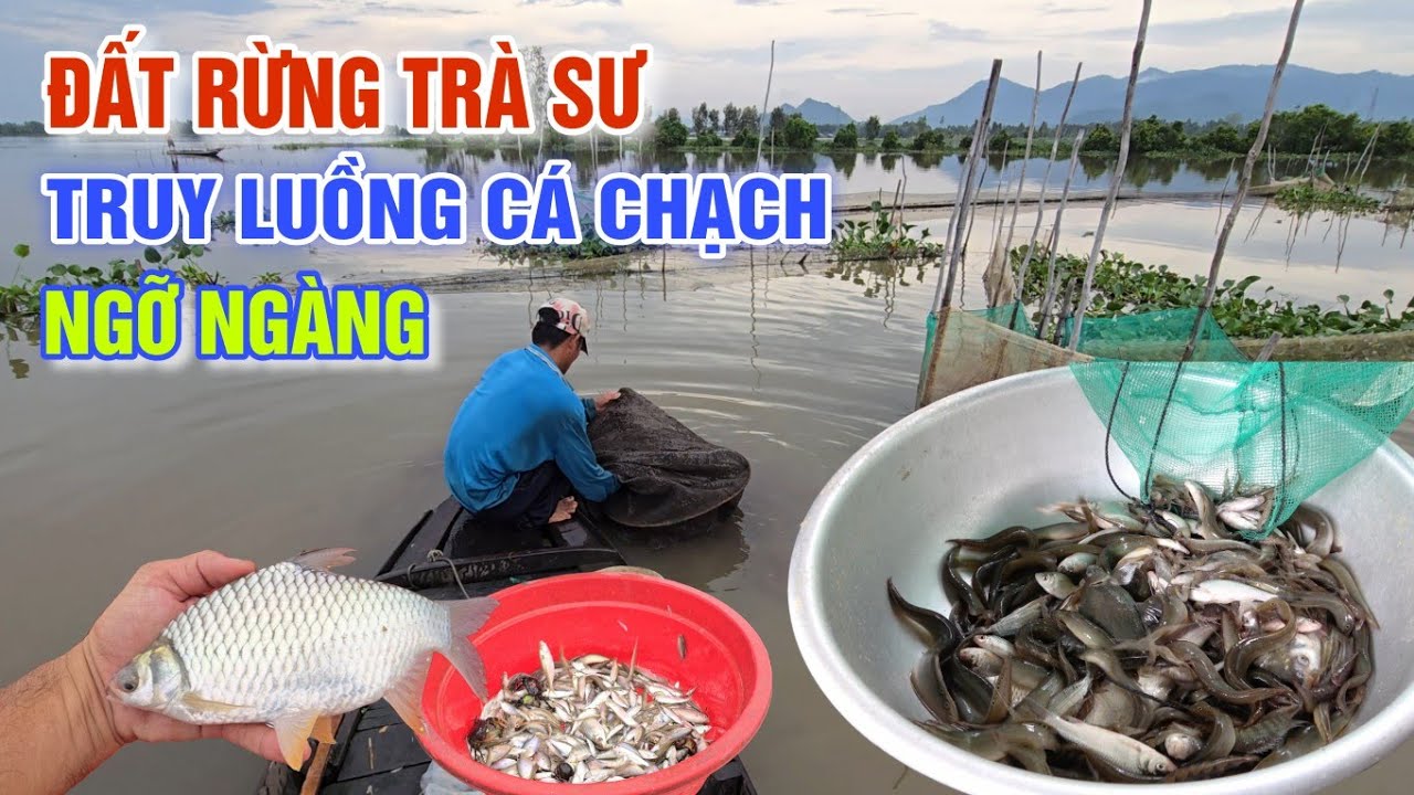 NƯỚC LŨ RÚT NHANH - NGHỀ DỚN CÁ ĐẤT RỪNG TRÀ SƯ ĐỔ XÔ ĐI SĂN CÁ CHẠCH ĐỒNG MÙA NƯỚC NỔI