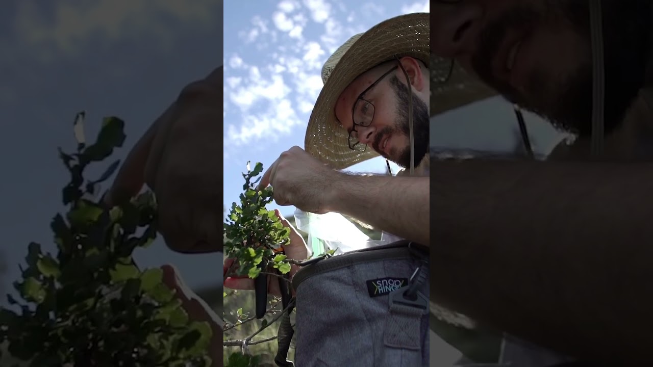 SDZWA Scientists Working to Save the Catalina Oak Tree | San Diego Zoo Wildlife Alliance 