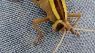 So What ? - Jazz Ff Very Short Free Fire Montage