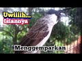 kutilang gacor full isian burung mahal..