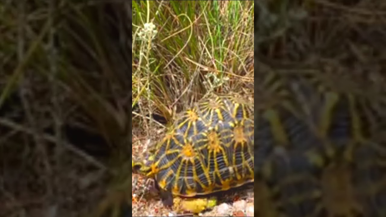 Geometric Tortoise Rare: Endangered & Beautiful 