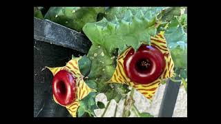 Top 4 Unique Starfish cactus are blooming! 🌵🌼🌺🌵#nature #garden #flowers #green #plants