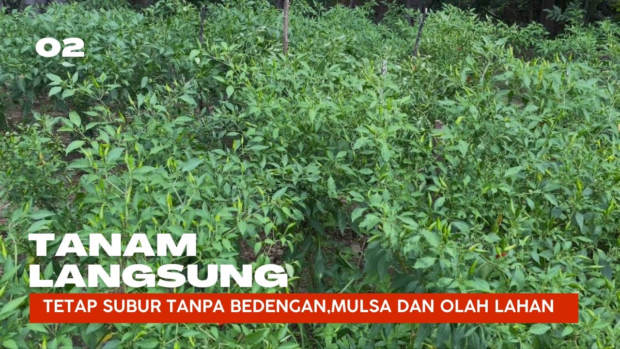GAK PERLU REPOT BUAT BEDENGAN ,INI DIA TEKHNIK TANAM CABAI SECARA LANGSUNG