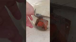 Hari Kamis Awal Mula Ternak Lintah