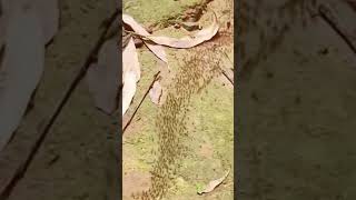 The queen ant leads the colony to forage #ants #antcolony #nature
