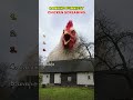 Ranking Funniest Chicken Screams 🐔🤣