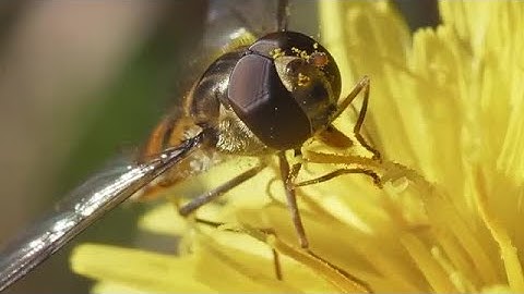 Hoverfly Stock Video
