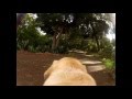 Guide Dog in training Honey at the 2017 Coles Guide Dog Calendar shoot Guide Dog in training Honey at the 2017 Coles Guide Dog Calendar shoot