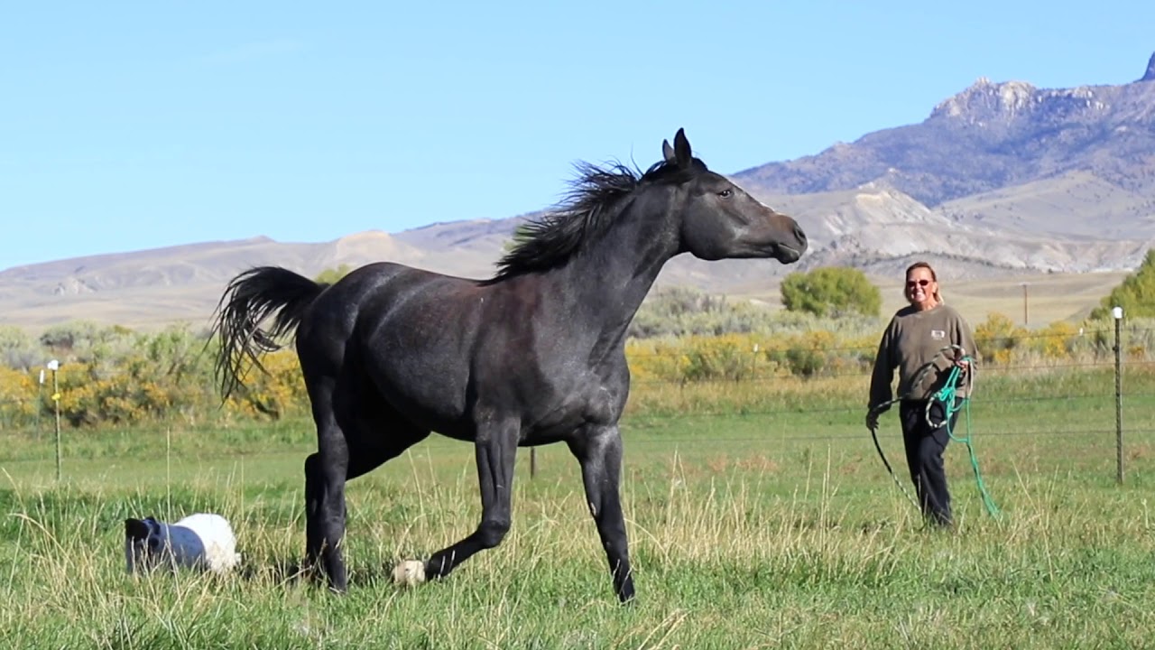 Gray, For Sale, 2 yrs, GOV, Animals, Horse, Horses, English Horse, Dressage...