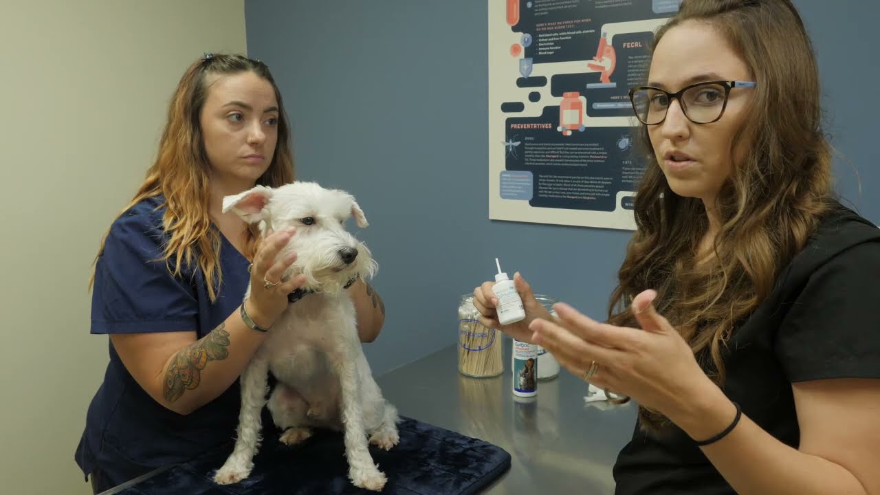 Ear Cleaning in Dogs
