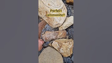 look at this perfect ammonite nodule sat in the sale. #whitby #fossilhunter