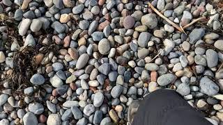 Walking in Criccieth beach, Criccieth, Gwynedd, Wales