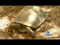Dozens of desert tortoise sterilized