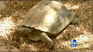 Dozens of desert tortoise sterilized