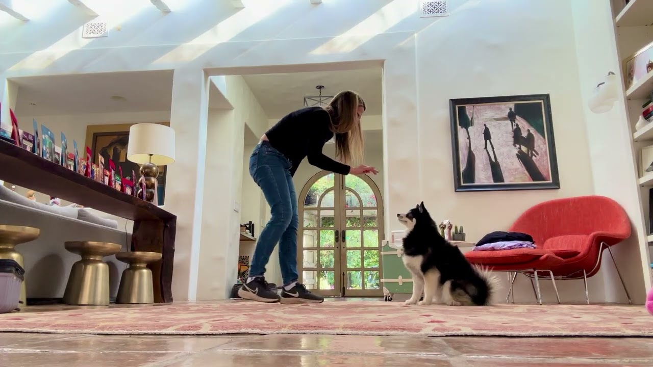 Practicing Impulse control and good behavior with "sit," "stay," "leave it," and "come!"