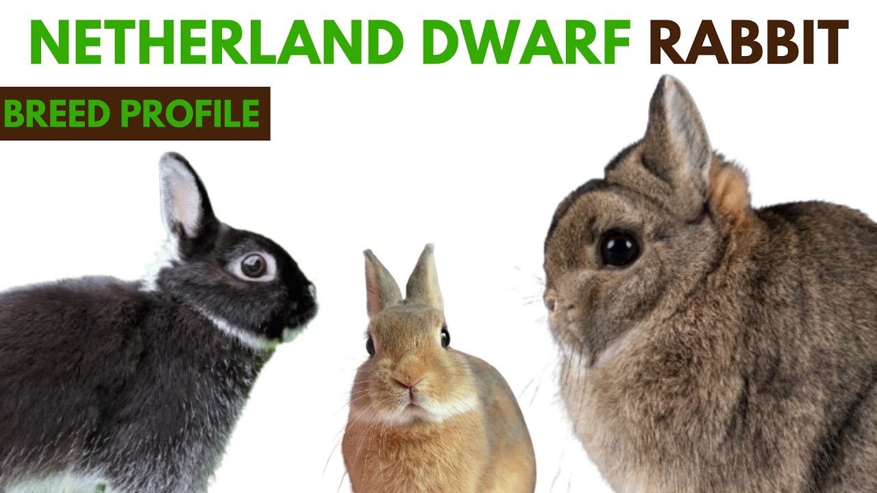 Карликовый кролик породы Нидерландский карлик: история, характеристики, цена, уход за шерстью.