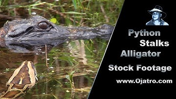 Python stalks Alligator 01 - Stock Footage