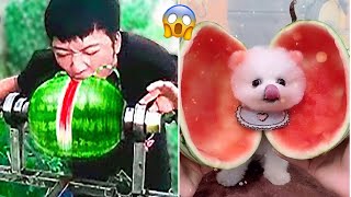 Funny and Cute Dog Pomeranian 😍🐶| Funny Puppy Videos #136