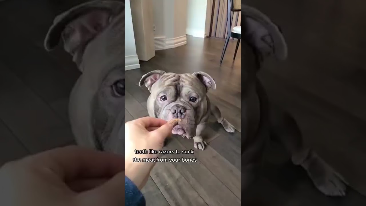 самое опасное животное на планете - Дэвид Аттенборо