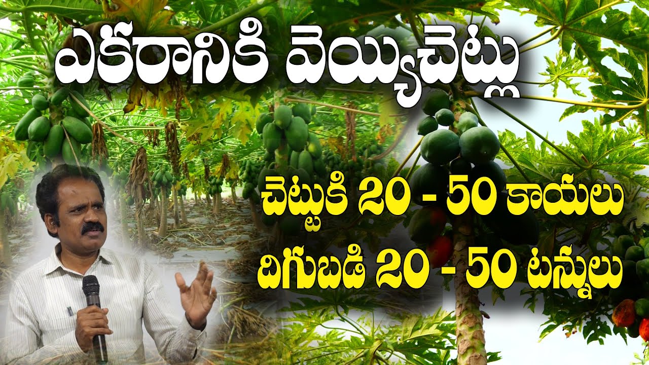 బొప్పాయి పంట || నాటడం నుంచి కోత వరకు || Papaya Farming || Raja Krishna Reddy