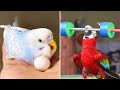 Smart And Funny Parrots Parrot Talking Videos Compilation #17 Super Parrots