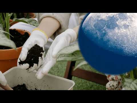 Video Calendario lunar de marzo: la mejor fase para sembrar nuevos cultivos en el huerto