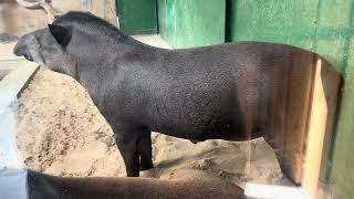Ual Behaviour Of A Male Lowland Tapir Tapirus Terrestris