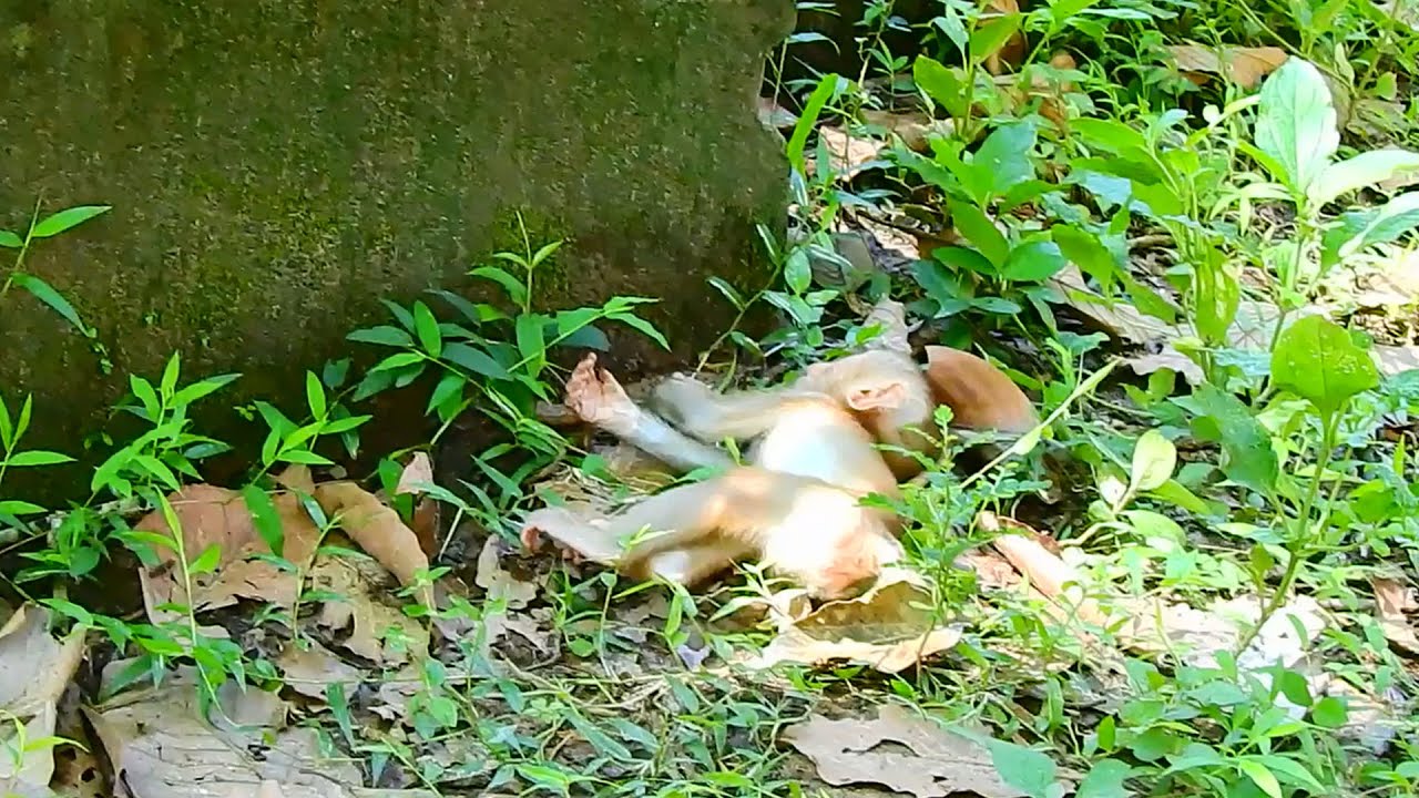 Oh, What problem with poor orphan monkey baby Amanda?