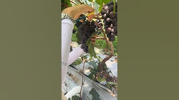 "Grape fruit cutting packing fruit #grape #grapenation #pruning #farming #citrusfruit #farming