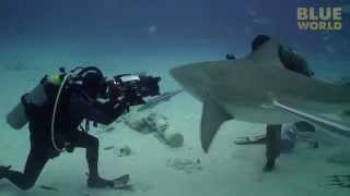 Diver hand feeds Bull sharks!