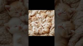 Wiggly Dream Cats The Cutest Sleep Youll Ever See