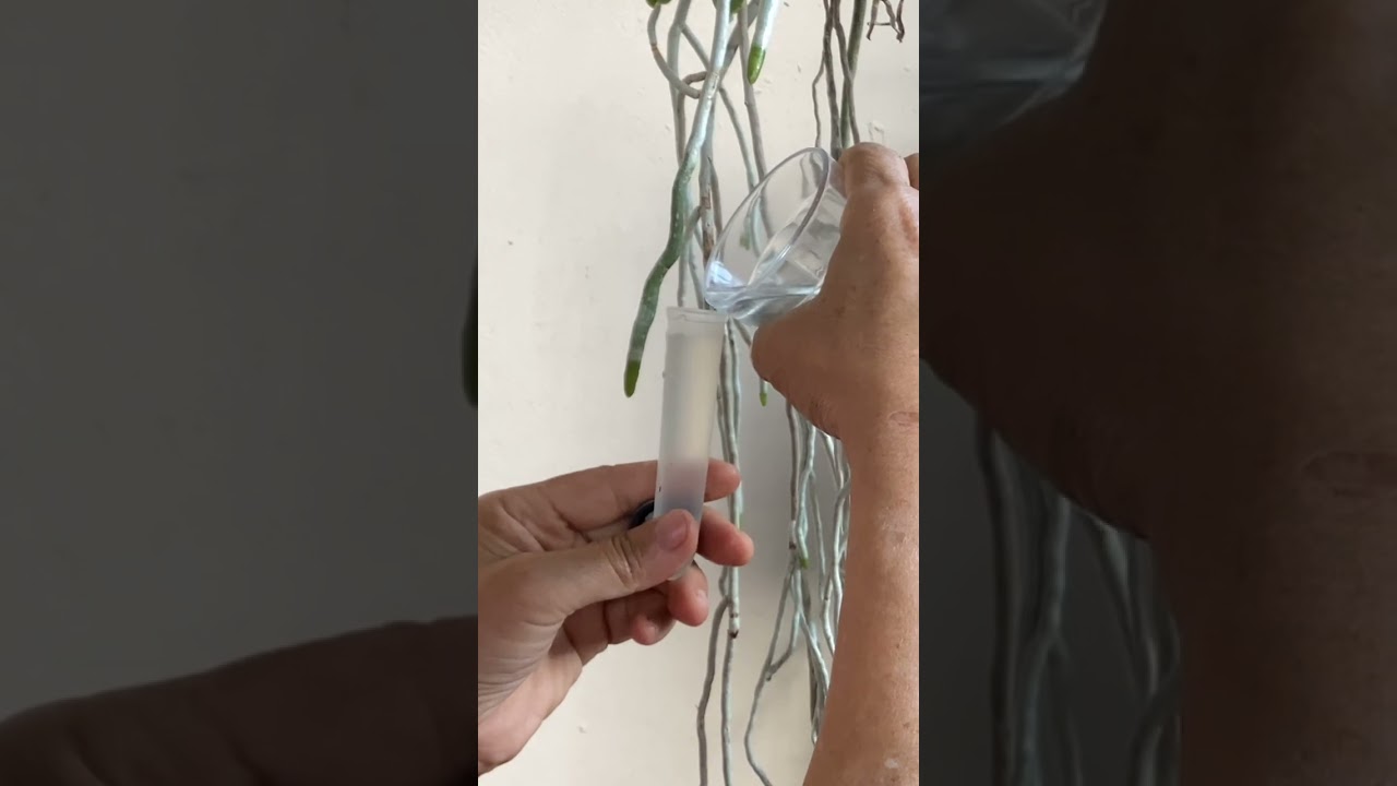 Como usar o tubete para Vandas?