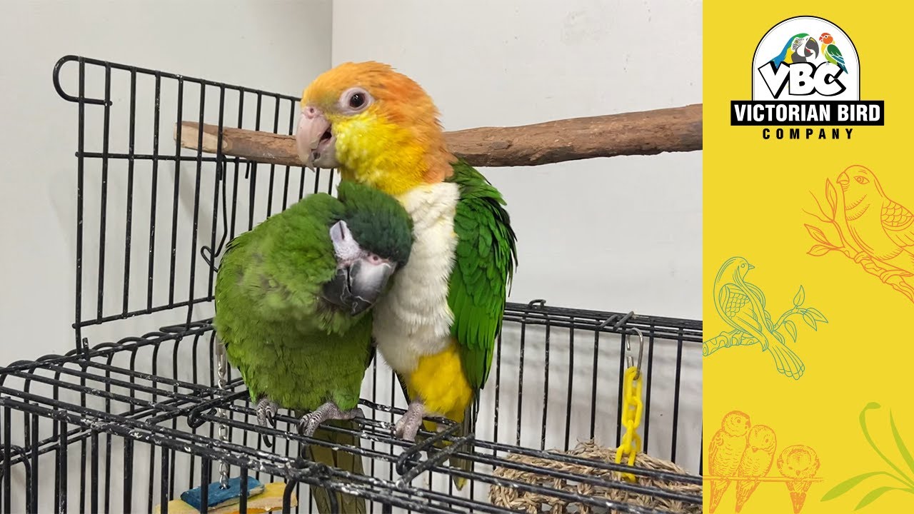 Current Pet Birds Hoppers Crossing Victorian Bird Co YouTube