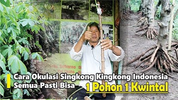 Cara Okulasi Singkong Kingkong Indonesia, Tidak Ada Rahasia, Semua Pasti Bisa