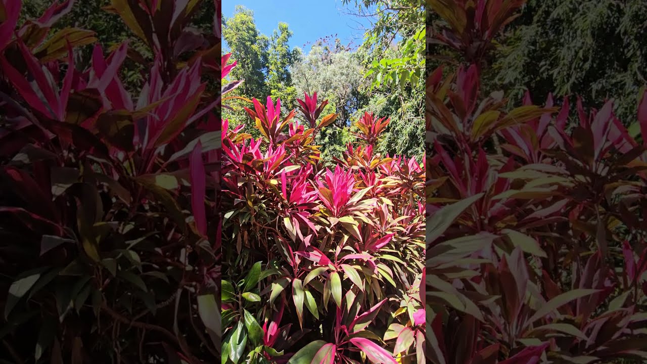 Darwin Botanic Gardens | Tropical Colors & Exotic Plants 🌴🌺 Northern Territory Australia 