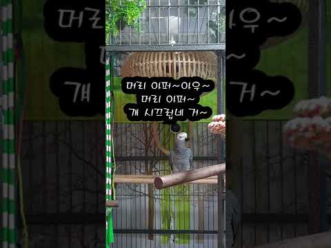 대화하는앵무새똘이 K-parrot [연구대상똘이뷰] Korean-gray parrot#shorts