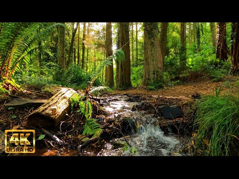 Pleasures of hiking | The opportunity to clear your head with natural stream sounds | Embrace nature