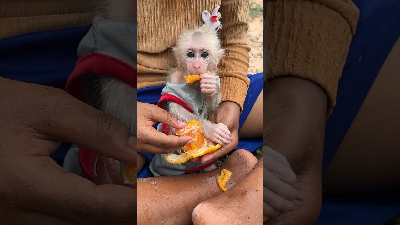 Sweet and sour oranges