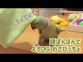 頭ぽんぽんでよろこぶわさびっちょ