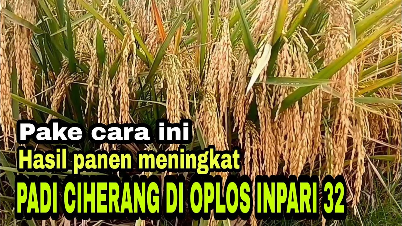 PADI CIHERANG CAMPUR INPARI 32 HASIL PANEN JADI MAKSIMAL