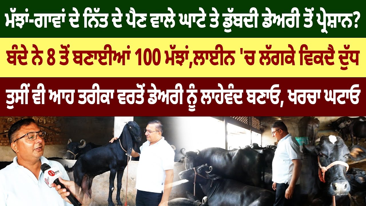 ਡੇਅਰੀ ਫਾਰਮ ਦੇ ਘਾਟੇ ਤੋਂ ਪ੍ਰੇਸ਼ਾਨ ਐਵੇਂ ਪਾਓ ਆਪਣੇ ਧੰਦੇ 'ਚ ਜਾਨ