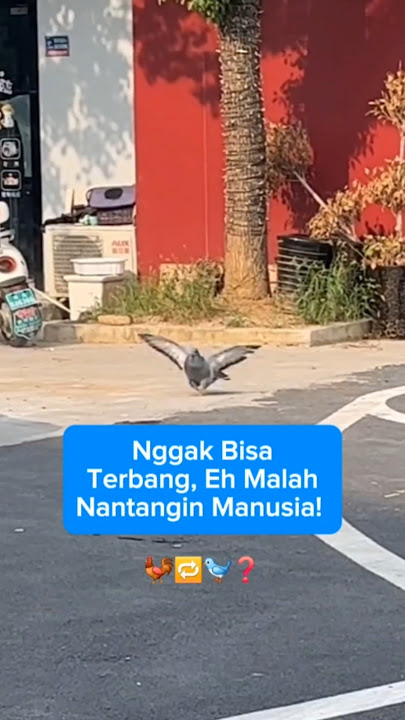 Download lagu This Gemoy Pigeon Can't Fly, But Pretends to Scare People π