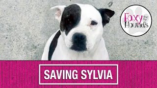 Saving Sylvia: The Tijuana Dog Rescue