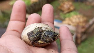 Kura - Kura  Brazil Alzena menetas | Cara Penetasan Kura - Kura Brazil dengan Media Pasir