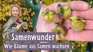 Wie Wird Aus Einem Samenkorn Ein Kräftiger Baum? Mdr Garten