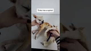 Tiny Treasure: Chihuahua Taxidermy Revealed! #taxidermy