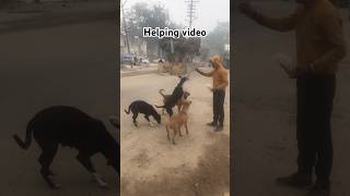 Dog helping me☺️ #shortsviral # #tirendig#video