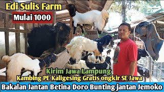 1000..!! GRATIS ONGKIR SE JAWA KAMBING PE KALIGESING #hargakambing#kambingpe