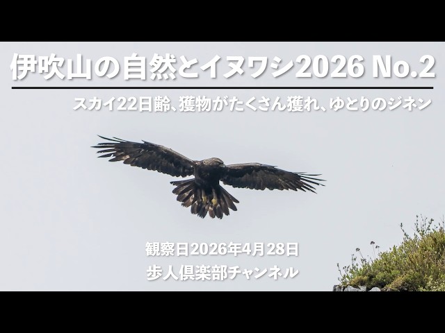 伊吹山の自然とイヌワシ2026 No 2 2026年4月28日 野鳥撮影 雛のスカイ